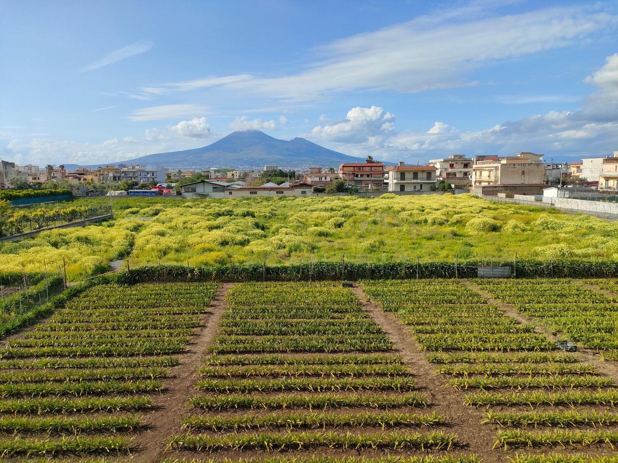 Appartamento Lilla Housing Castellammare di Stabia Esterno foto